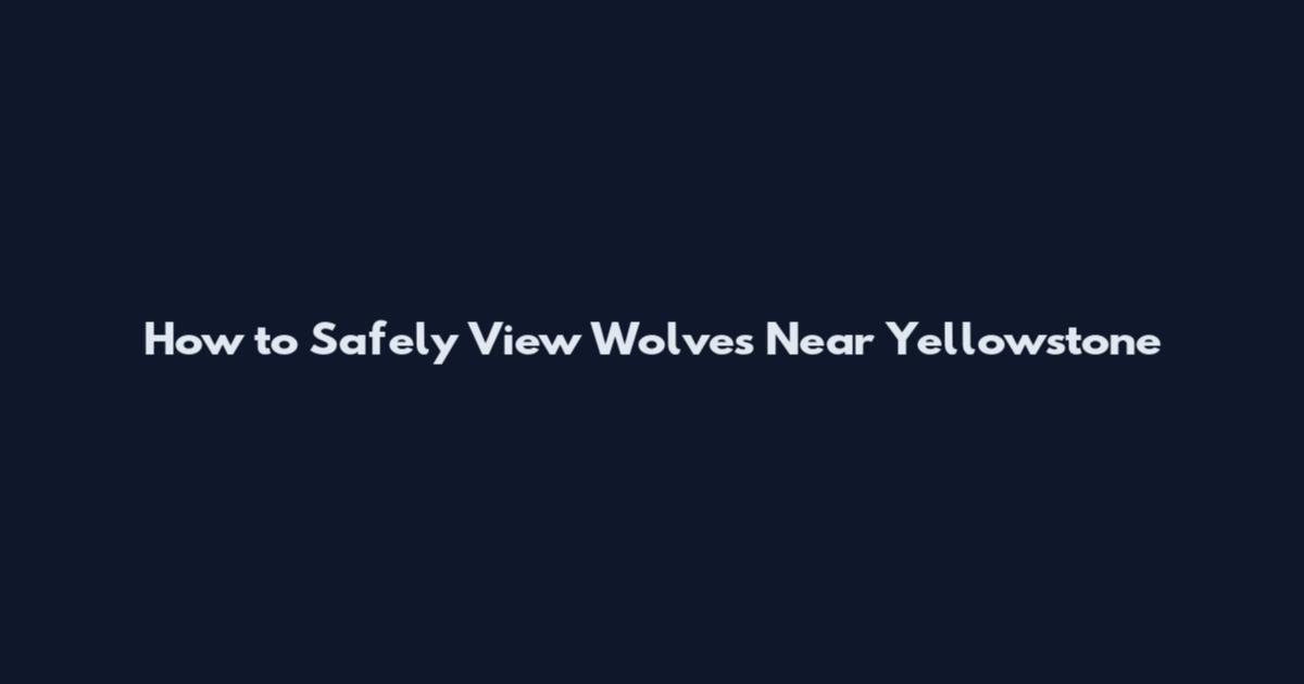 How to Safely View Wolves Near Yellowstone
