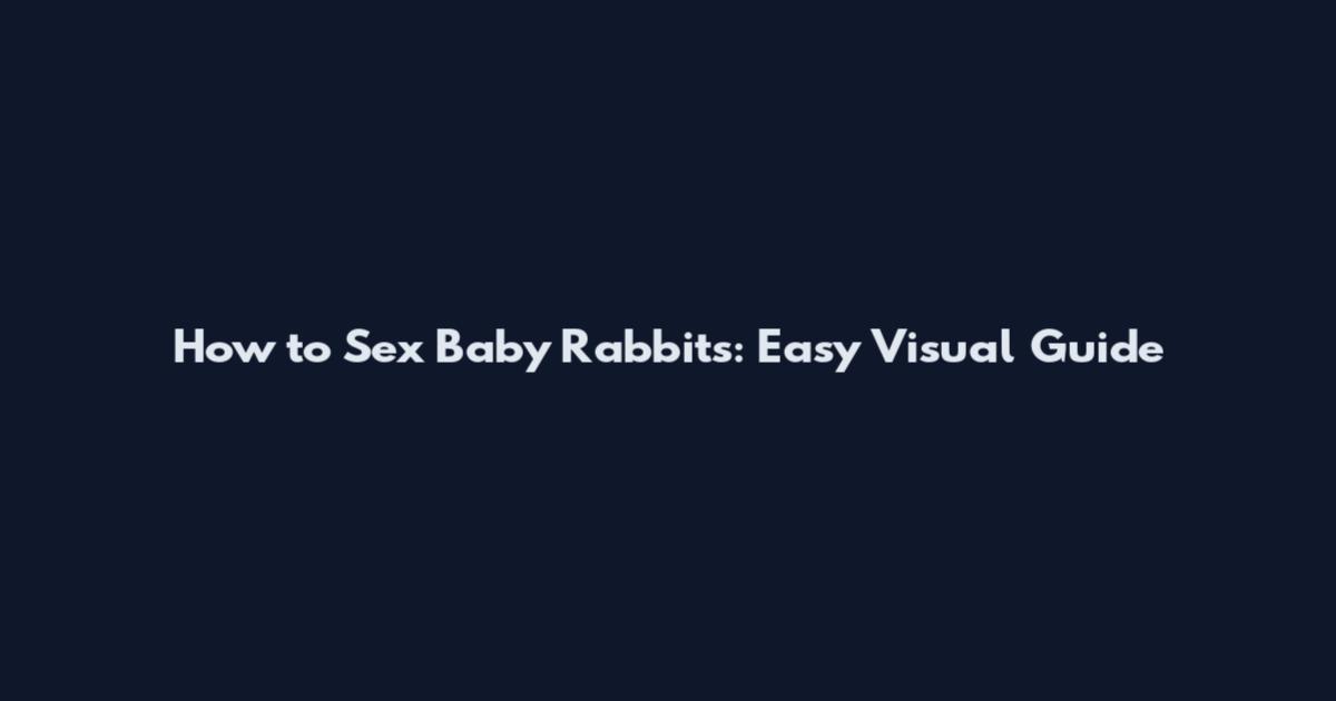 How to Sex Baby Rabbits: Easy Visual Guide