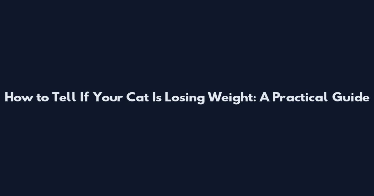 How to Tell If Your Cat Is Losing Weight: A Practical Guide