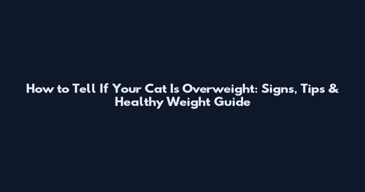 How to Tell If Your Cat Is Overweight: Signs, Tips & Healthy Weight Guide