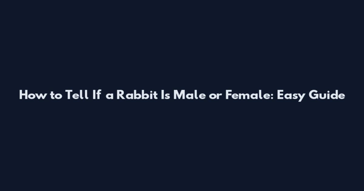 How to Tell If a Rabbit Is Male or Female: Easy Guide