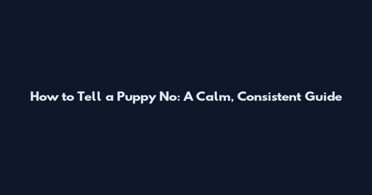 How to Tell a Puppy No: A Calm, Consistent Guide