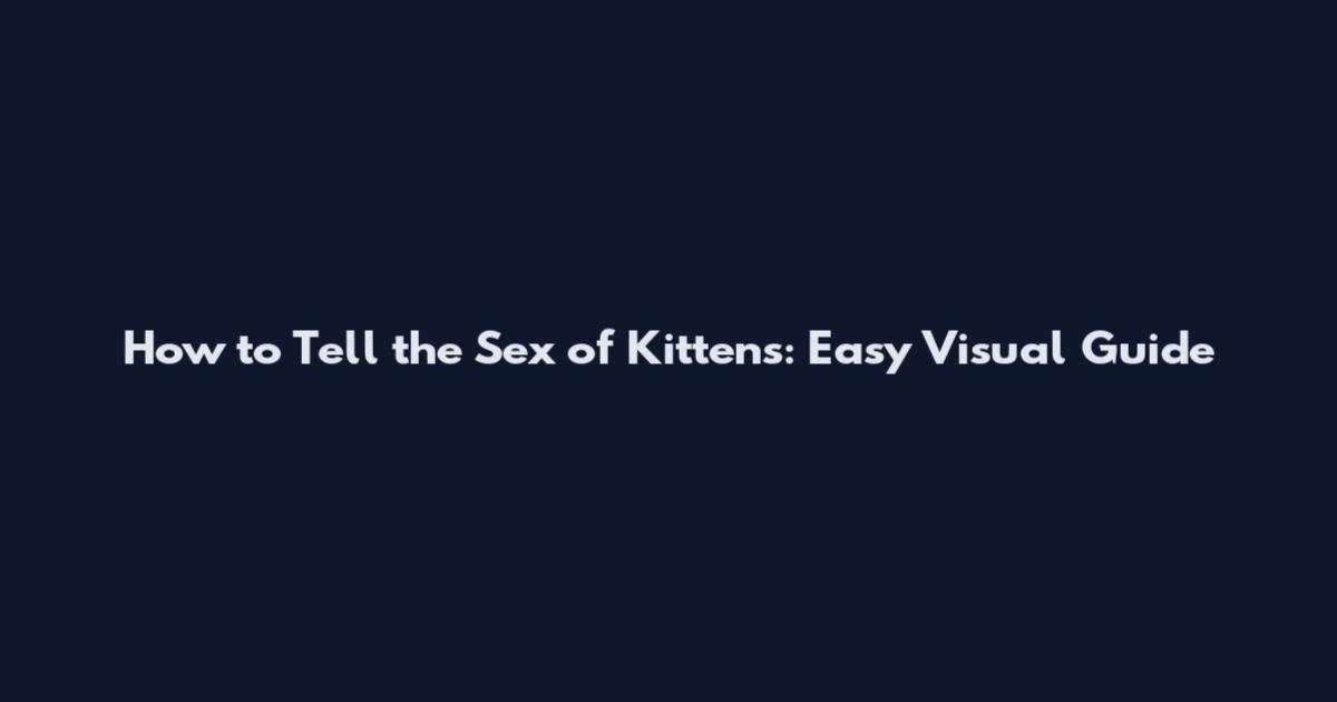 How to Tell the Sex of Kittens: Easy Visual Guide