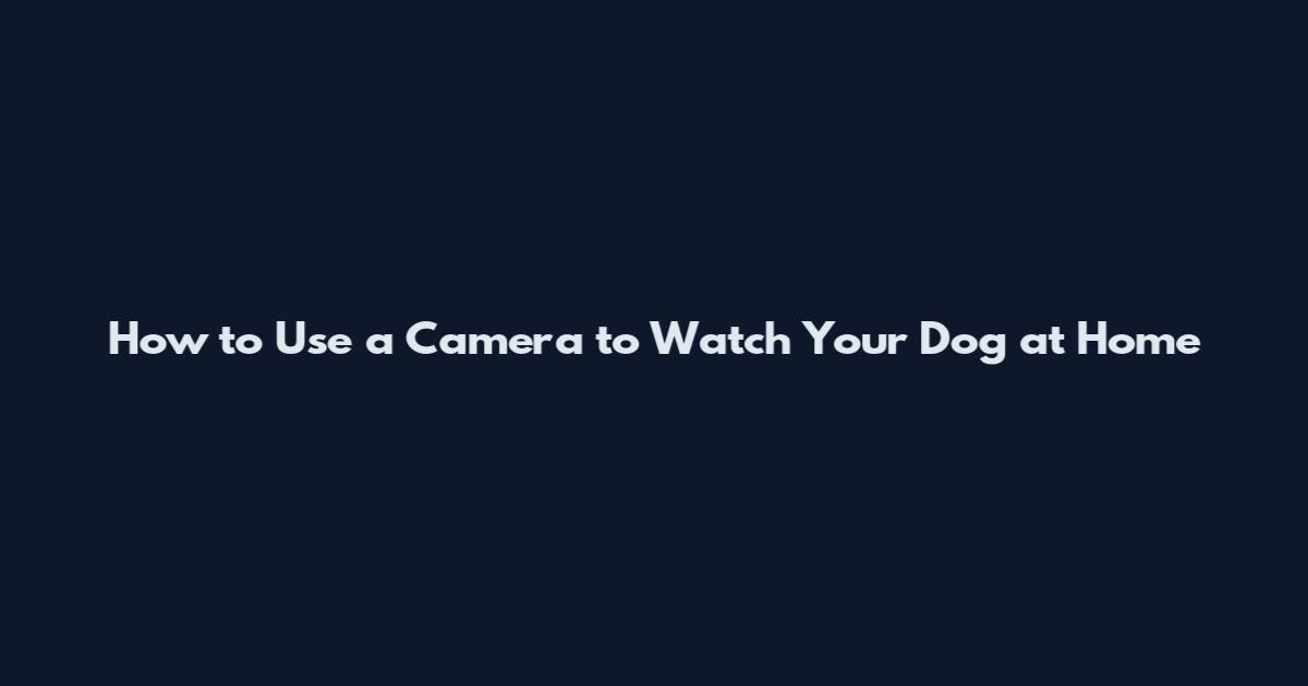 How to Use a Camera to Watch Your Dog at Home