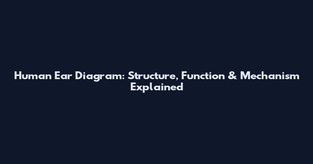 Human Ear Diagram: Structure, Function & Mechanism Explained