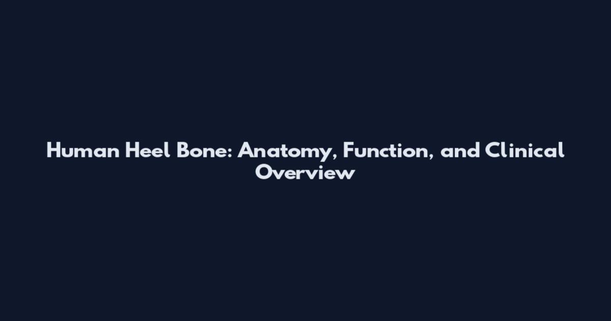 Human Heel Bone: Anatomy, Function, and Clinical Overview