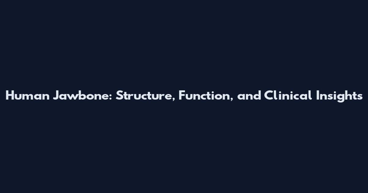 Human Jawbone: Structure, Function, and Clinical Insights