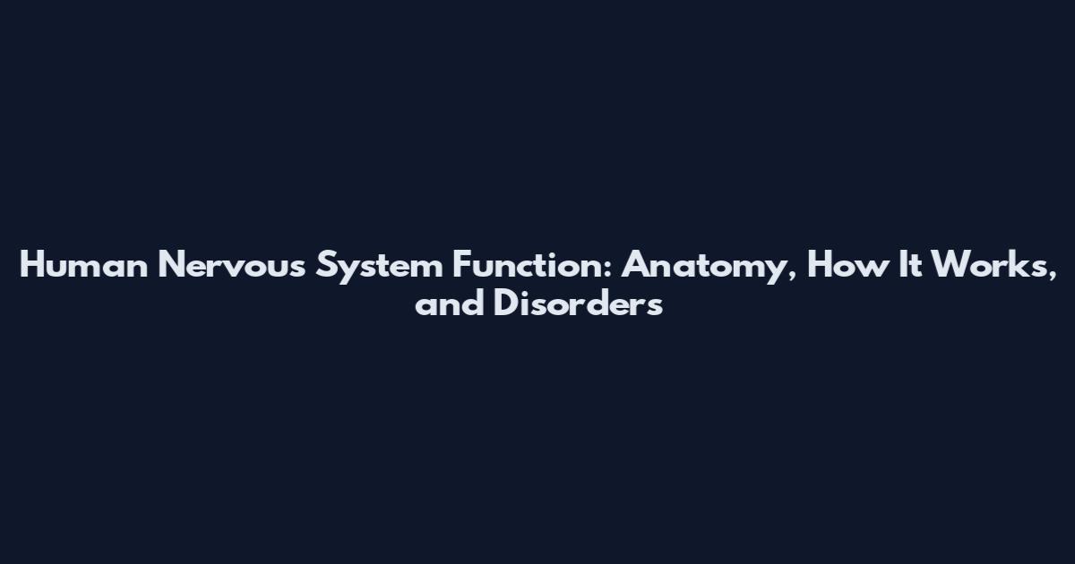 Human Nervous System Function: Anatomy, How It Works, and Disorders