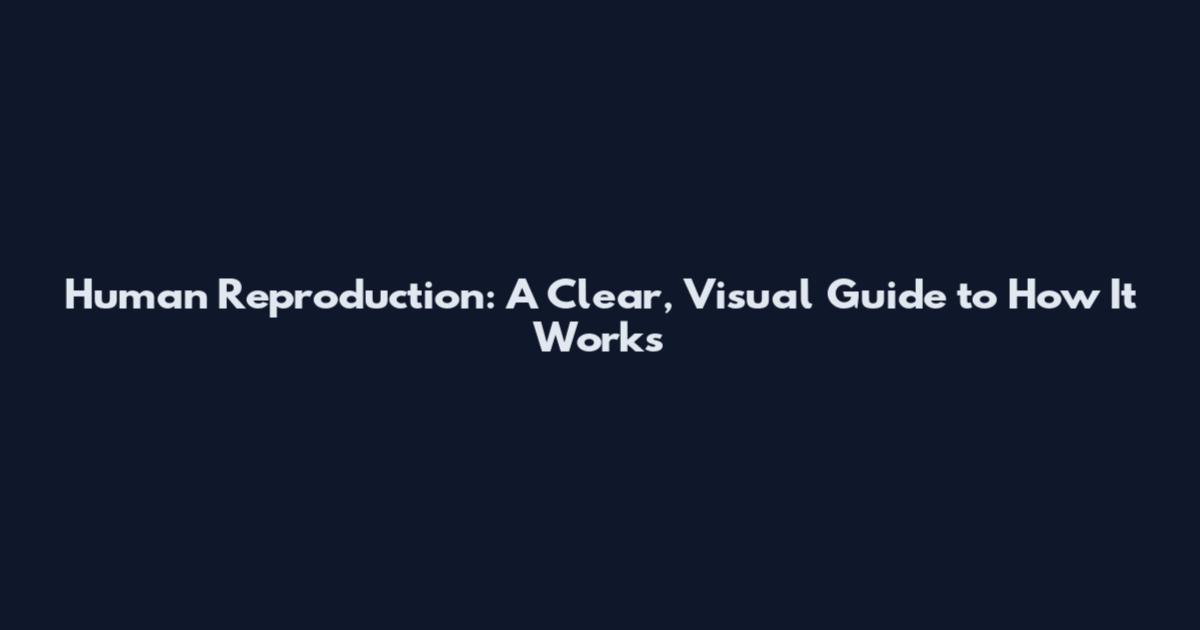 Human Reproduction: A Clear, Visual Guide to How It Works