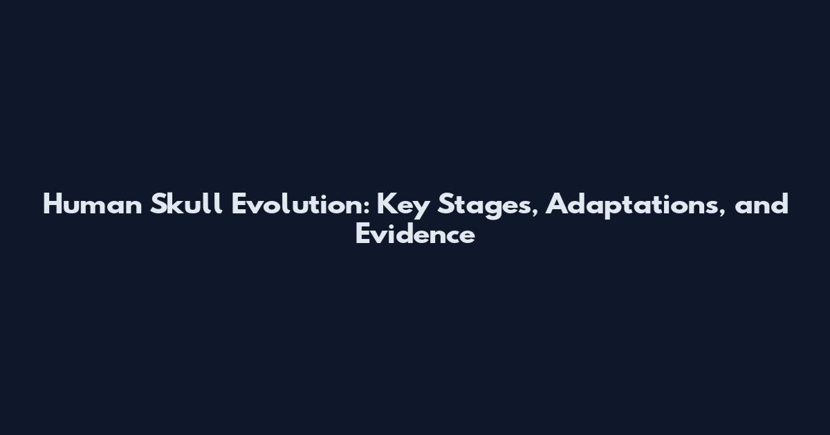 Human Skull Evolution: Key Stages, Adaptations, and Evidence