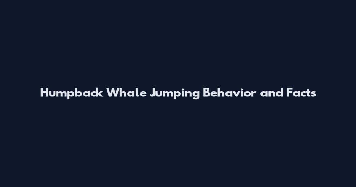 Humpback Whale Jumping Behavior and Facts