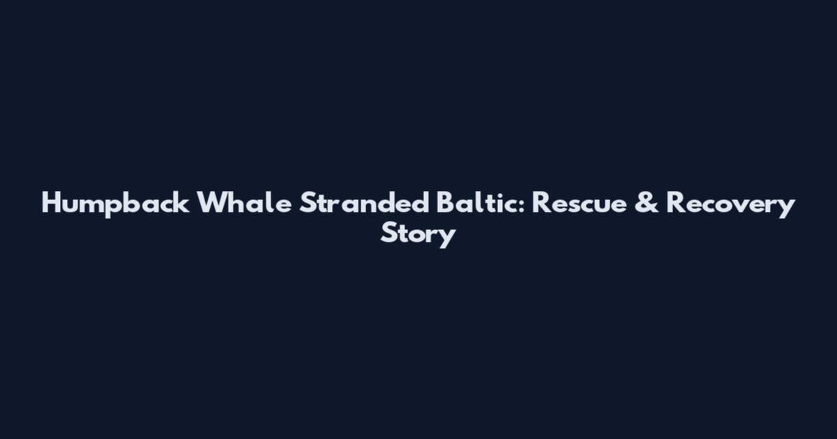 Humpback Whale Stranded Baltic: Rescue & Recovery Story
