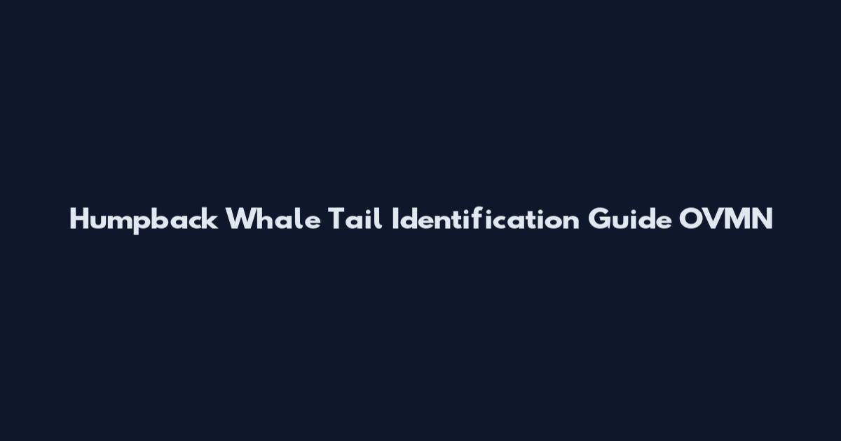 Humpback Whale Tail Identification Guide OVMN