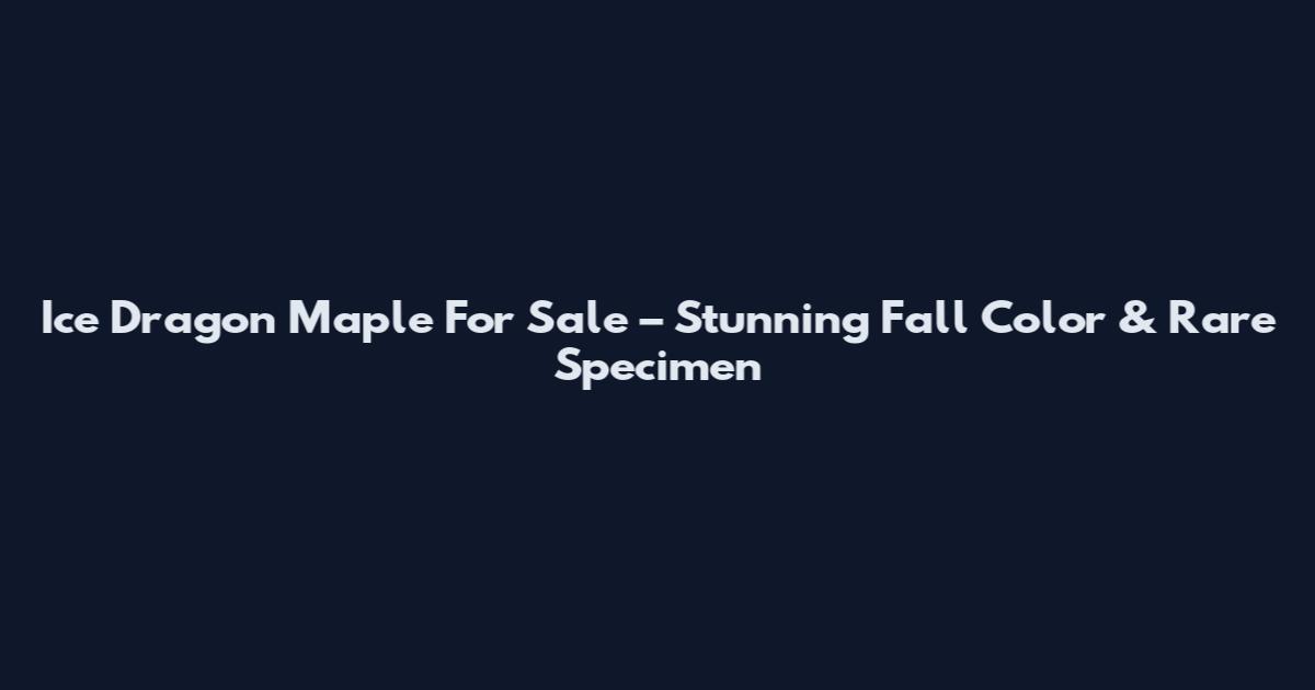 Ice Dragon Maple For Sale – Stunning Fall Color & Rare Specimen