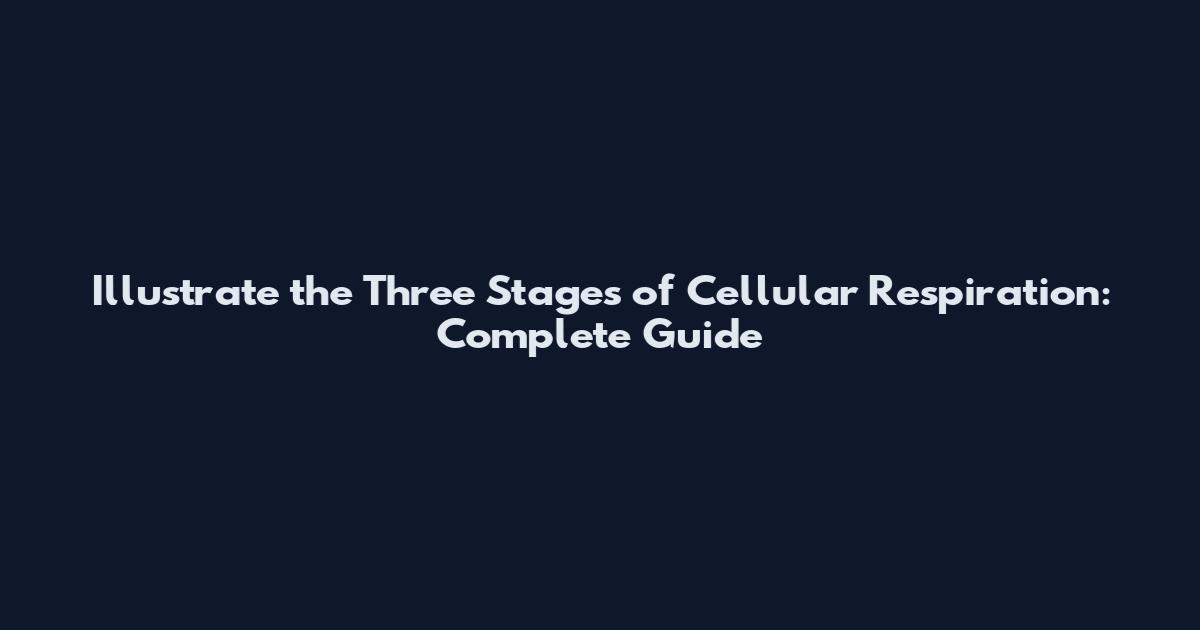 Illustrate the Three Stages of Cellular Respiration: Complete Guide