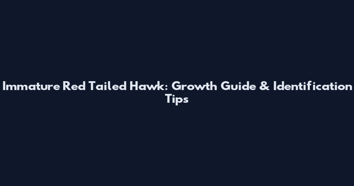 Immature Red Tailed Hawk: Growth Guide & Identification Tips