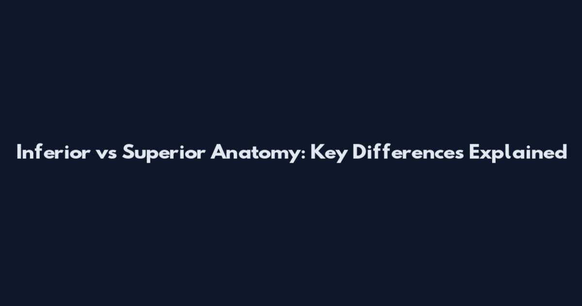Inferior vs Superior Anatomy: Key Differences Explained