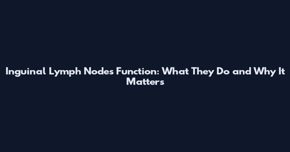 Inguinal Lymph Nodes Function: What They Do and Why It Matters