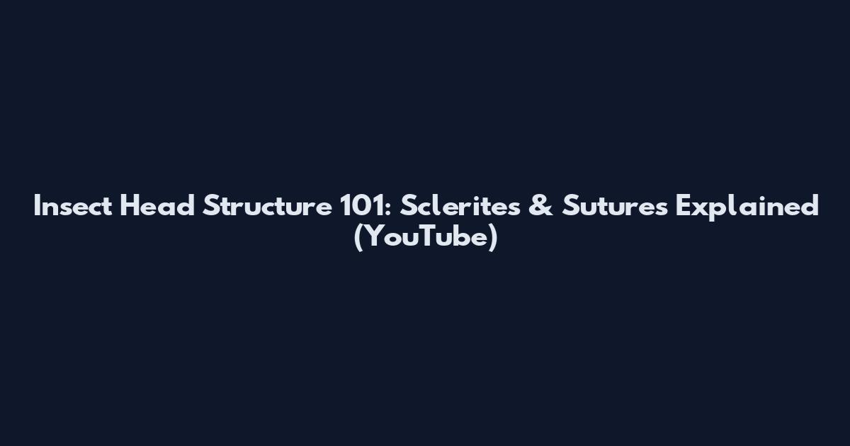 Insect Head Structure 101: Sclerites & Sutures Explained (YouTube)