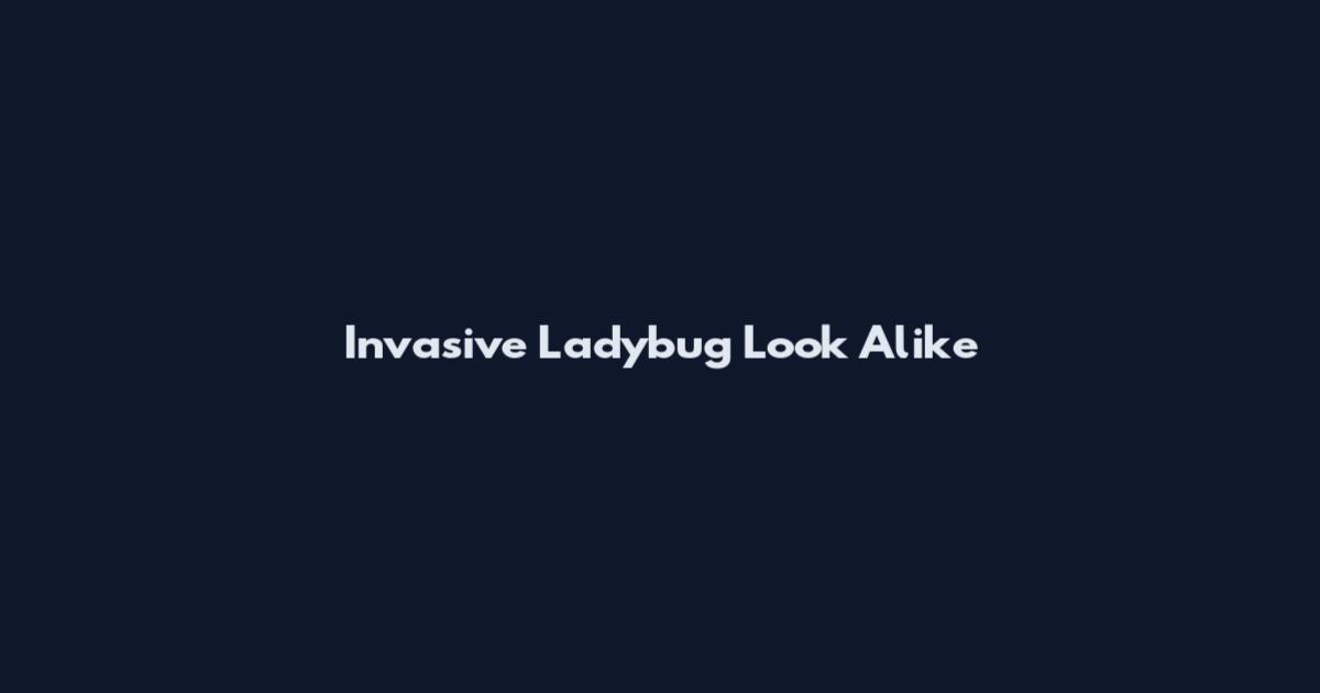 Invasive Ladybug Look Alike