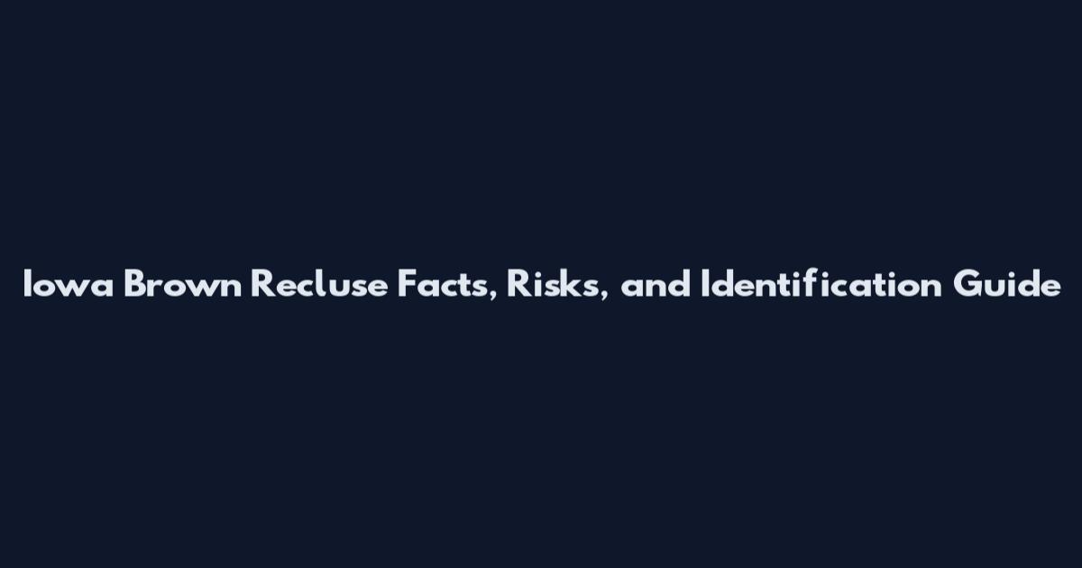 Iowa Brown Recluse Facts, Risks, and Identification Guide