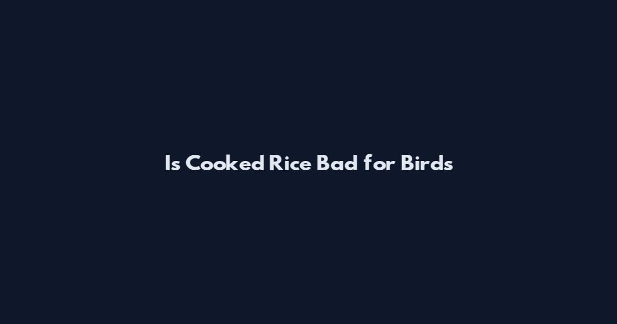 Is Cooked Rice Bad for Birds