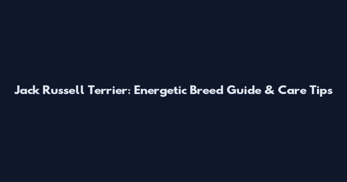Jack Russell Terrier: Energetic Breed Guide & Care Tips
