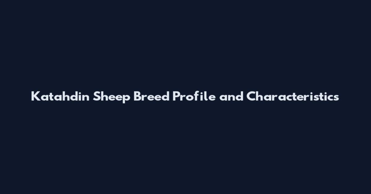 Katahdin Sheep Breed Profile and Characteristics