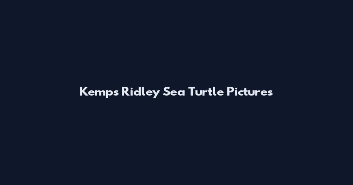 Kemp's Ridley Sea Turtle Pictures