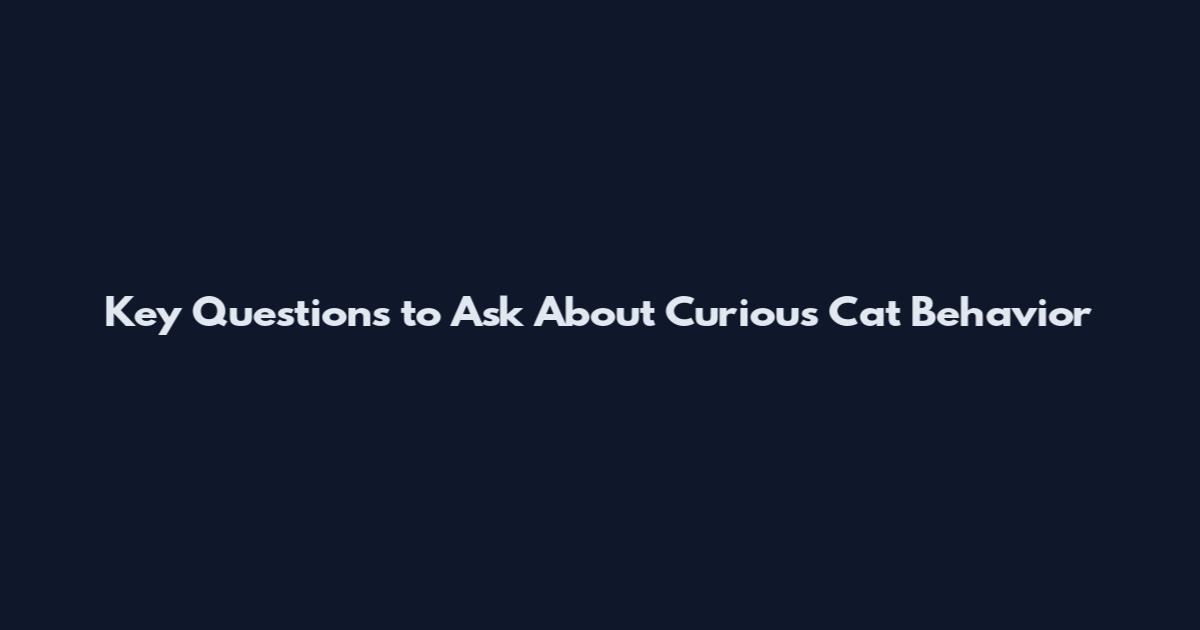 Key Questions to Ask About Curious Cat Behavior