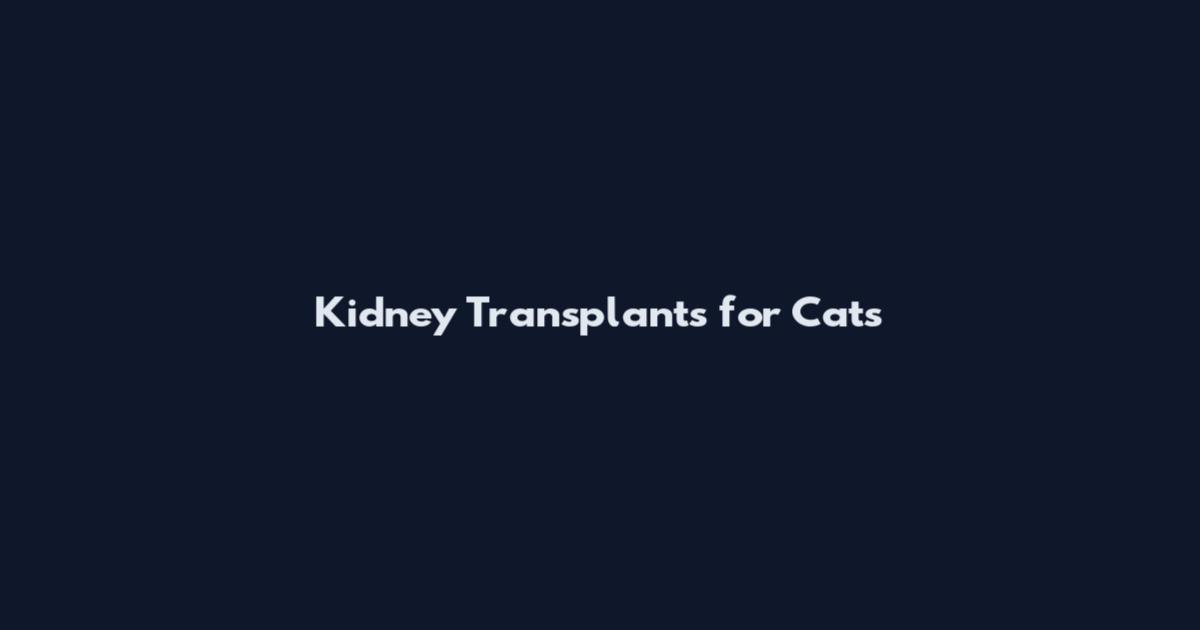 Kidney Transplants for Cats