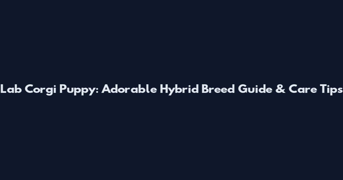 Lab Corgi Puppy: Adorable Hybrid Breed Guide & Care Tips