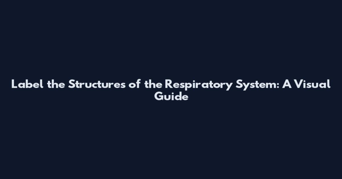 Label the Structures of the Respiratory System: A Visual Guide