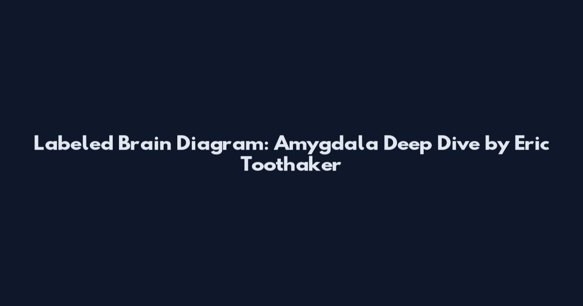 Labeled Brain Diagram: Amygdala Deep Dive by Eric Toothaker