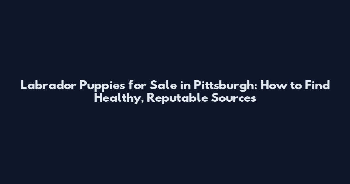 Labrador Puppies for Sale in Pittsburgh: How to Find Healthy, Reputable Sources