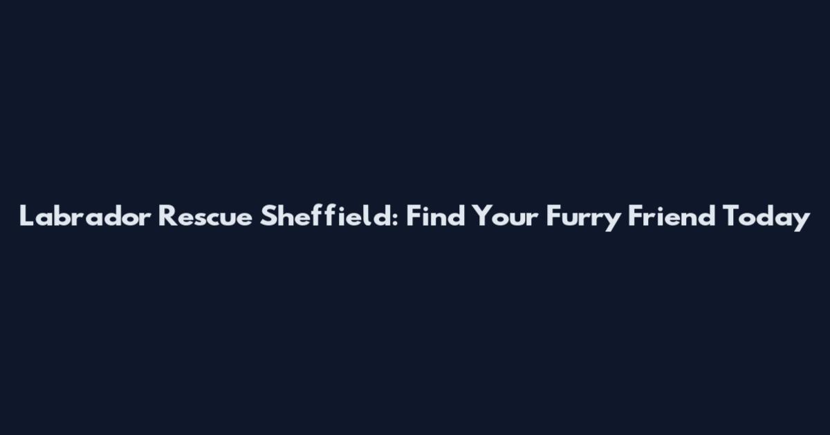 Labrador Rescue Sheffield: Find Your Furry Friend Today