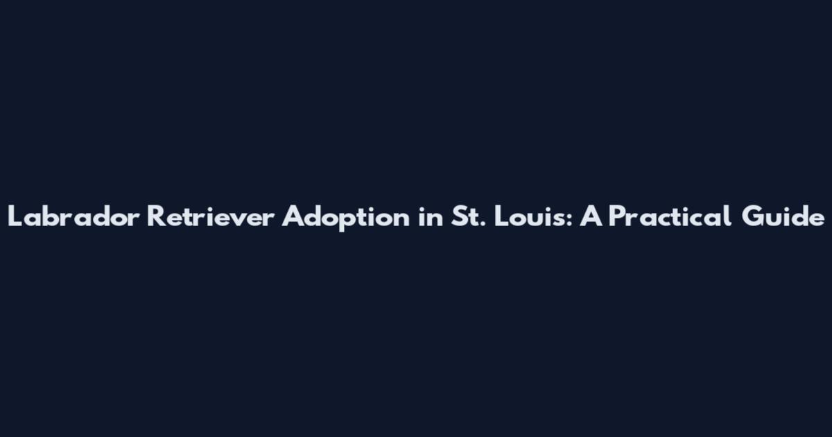 Labrador Retriever Adoption in St. Louis: A Practical Guide