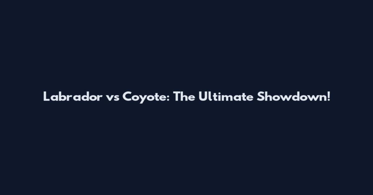 Labrador vs Coyote: The Ultimate Showdown!