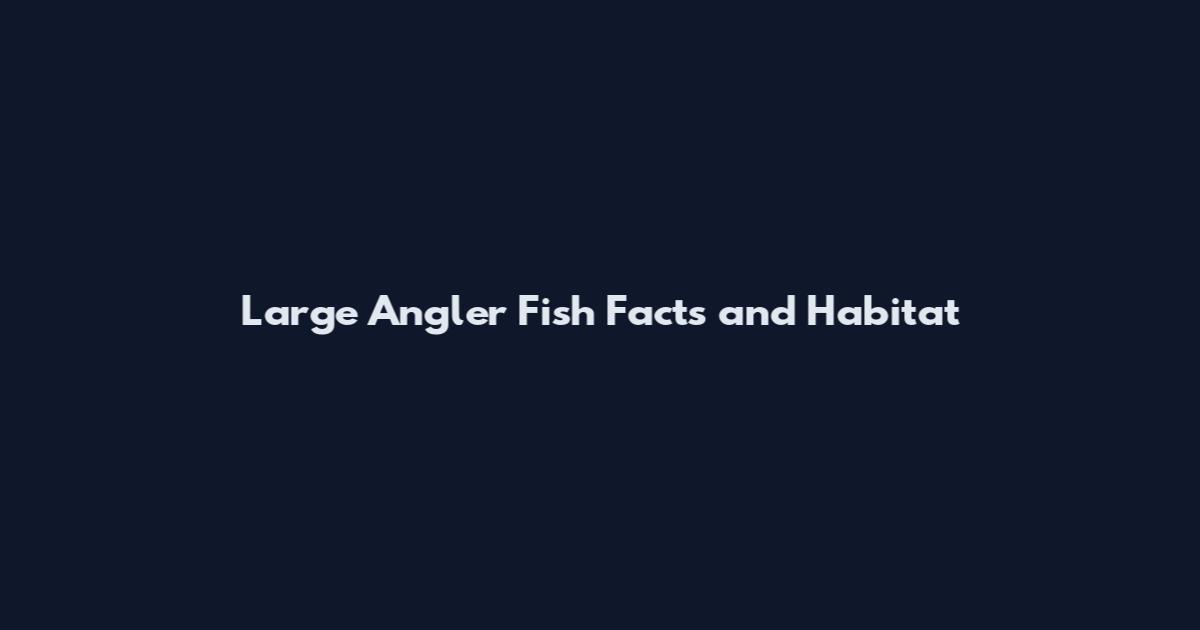 Large Angler Fish Facts and Habitat