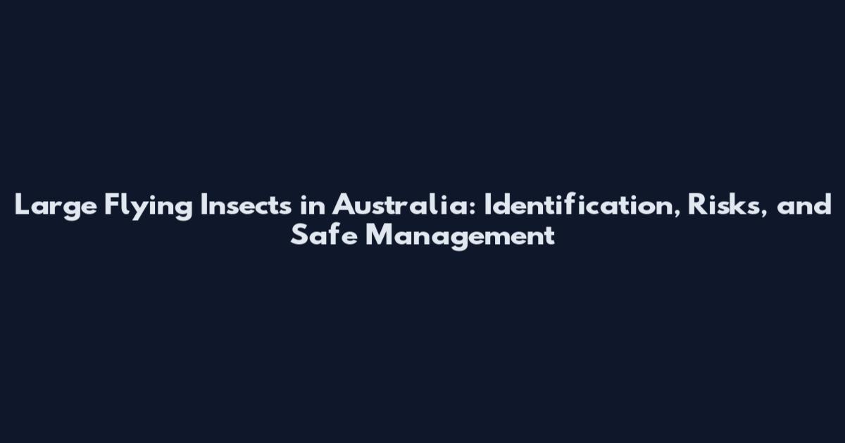 Large Flying Insects in Australia: Identification, Risks, and Safe Management