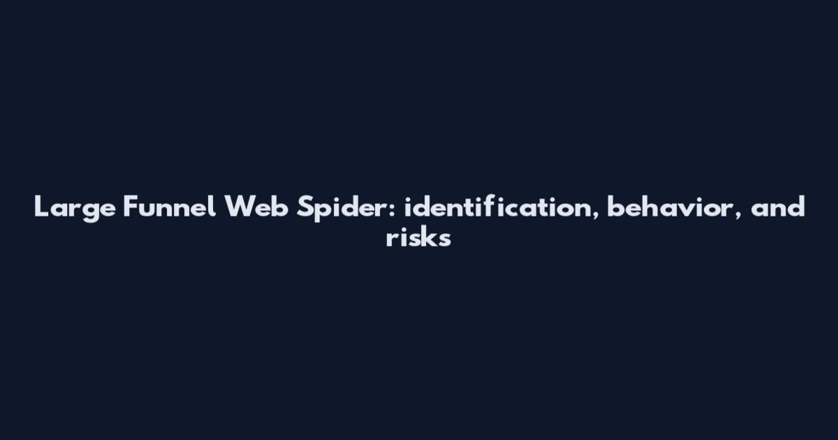 Large Funnel Web Spider: identification, behavior, and risks
