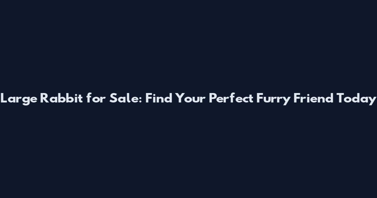 Large Rabbit for Sale: Find Your Perfect Furry Friend Today