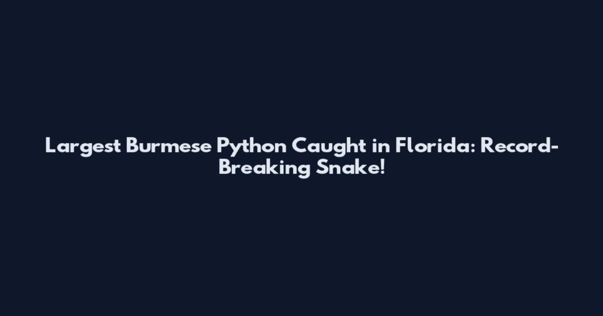 Largest Burmese Python Caught in Florida: Record-Breaking Snake!