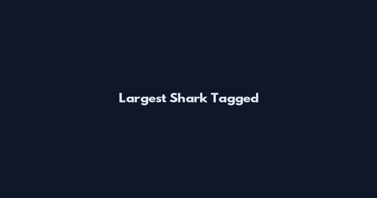 Largest Shark Tagged