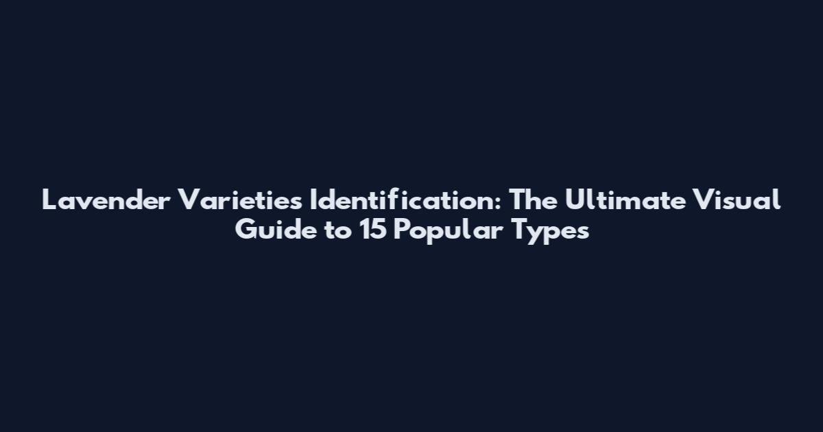 Lavender Varieties Identification: The Ultimate Visual Guide to 15 Popular Types