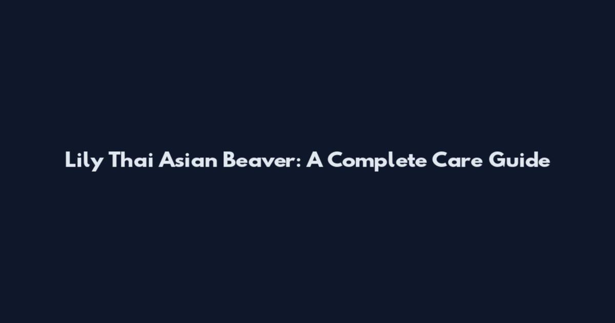 Lily Thai Asian Beaver: A Complete Care Guide