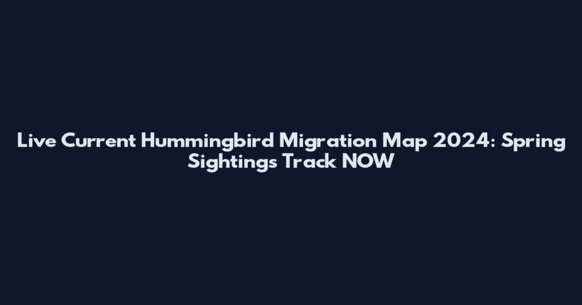 Live Current Hummingbird Migration Map 2024: Spring Sightings Track NOW