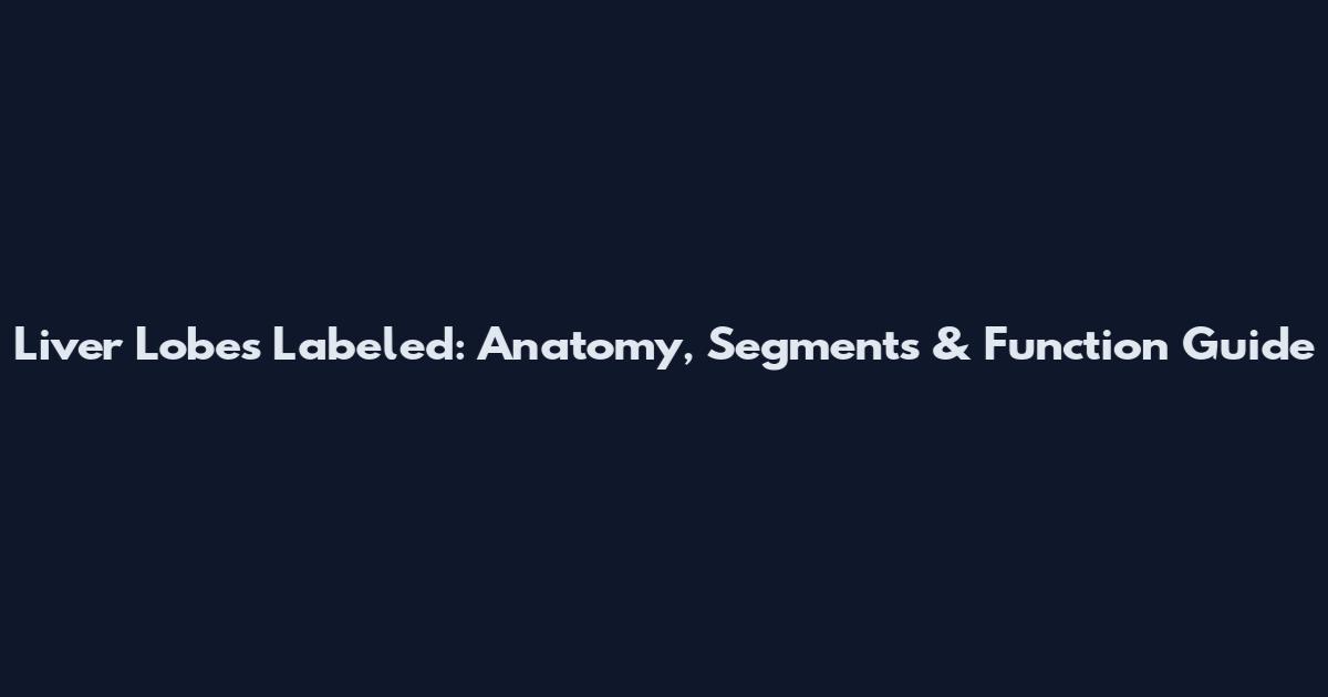 Liver Lobes Labeled: Anatomy, Segments & Function Guide