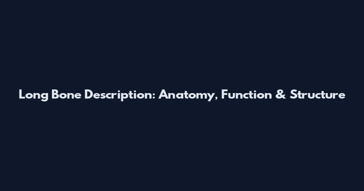 Long Bone Description: Anatomy, Function & Structure