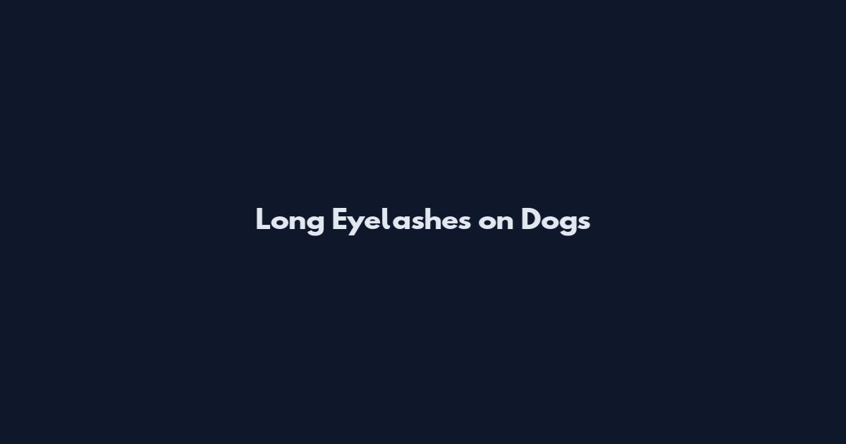 Long Eyelashes on Dogs